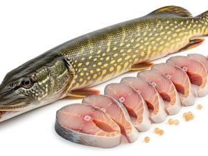 Pike (Esox) Whole Clean With Head